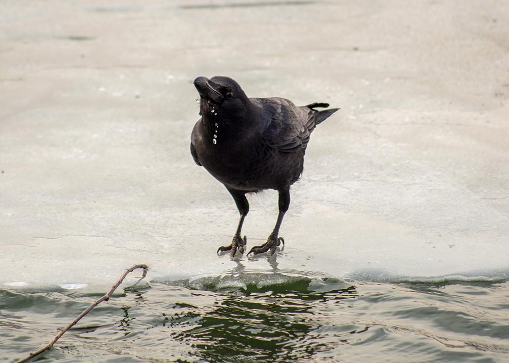 Crows sits on the ice drinking flowing water from the river
