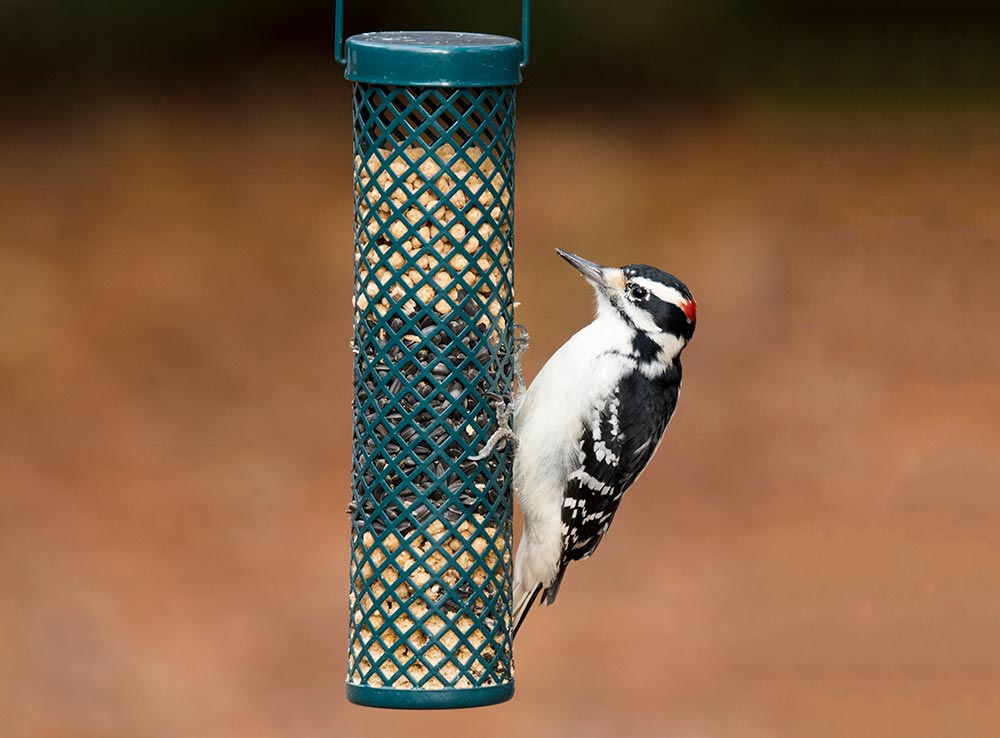 Male Downy Woodpecker remains still as the hawk scouts for prey