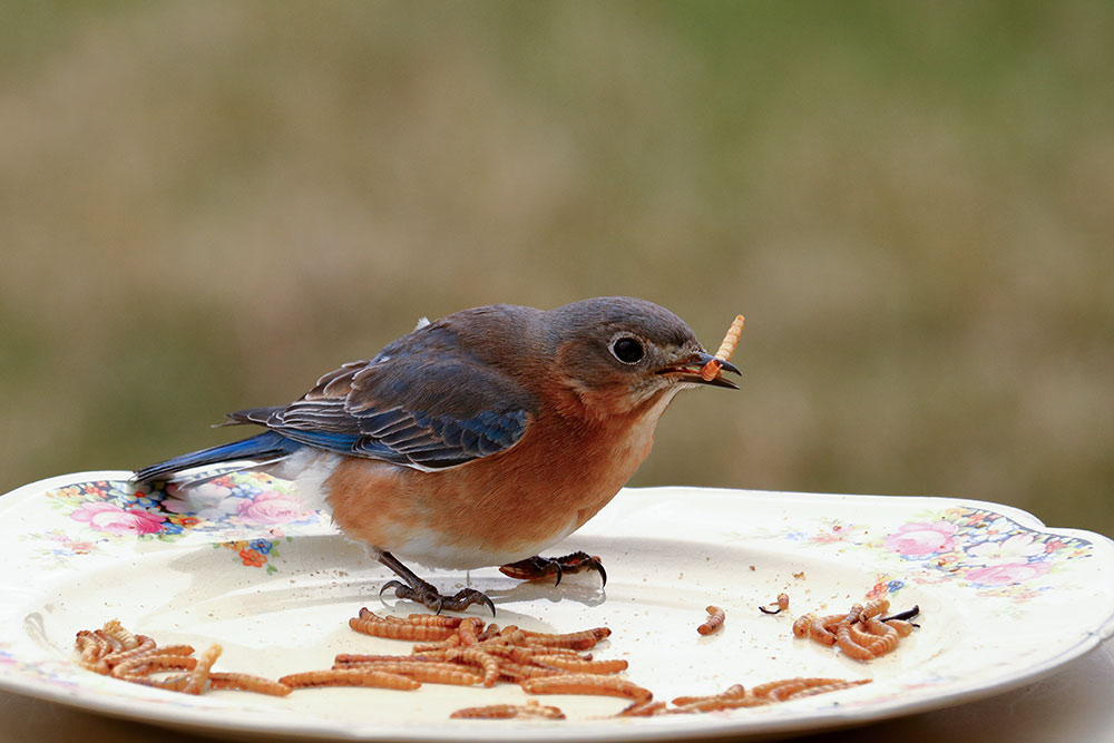 Female Bluebird enjoying a mealworm snack