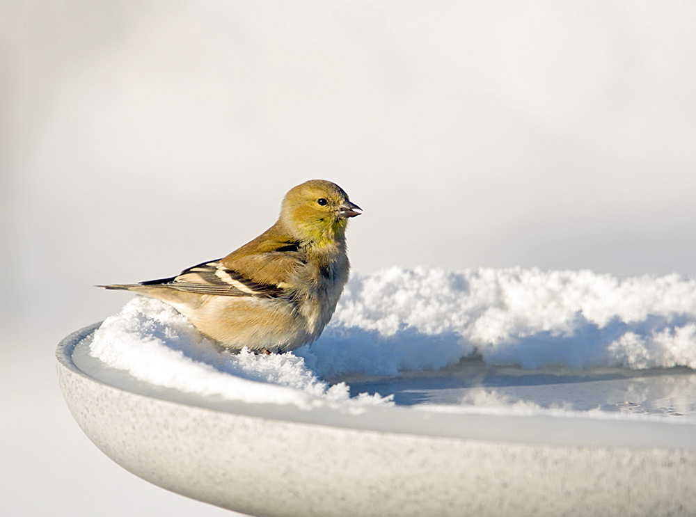 American Goldfinch sitting on a heated birdbath