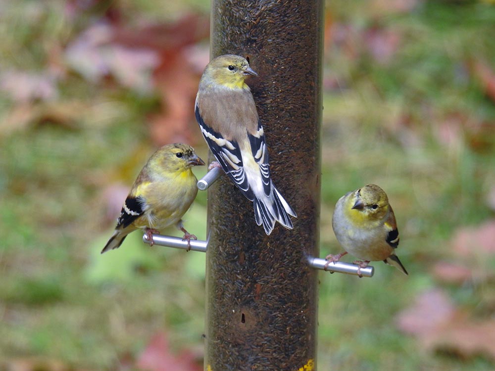 American Goldfinch will be glued to your nyjer/thistle feeder. Pictured is the Droll Yankees Finch Flocker