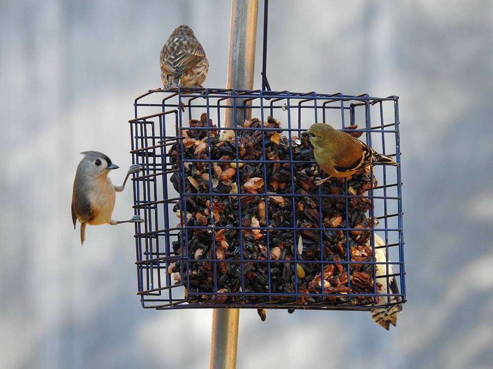 Tufted Titmouse, House Finch (on top), American Goldfinch and Downy Woodpecker (back) enjoying homemade birds treats