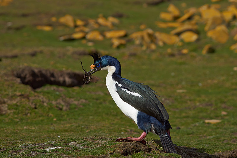 Imperial Shag carrying nesting materials