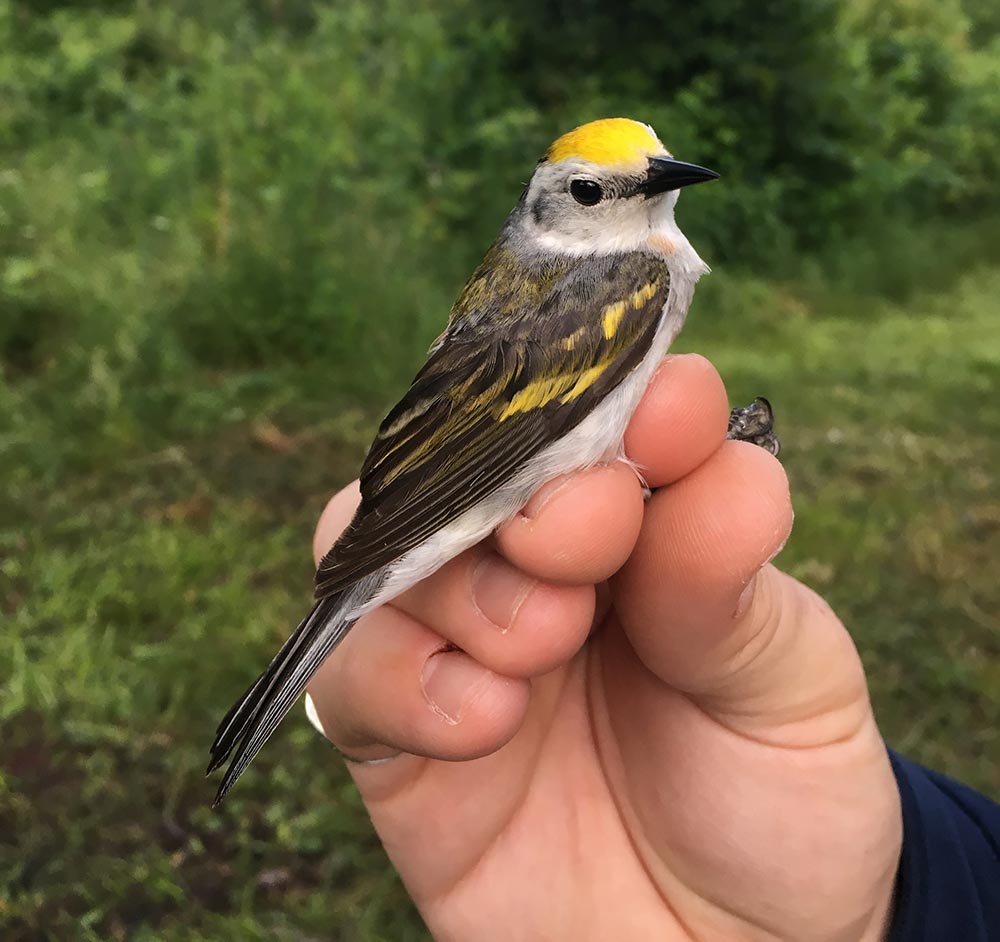 Introducing the rare Three-Species Hybrid Warbler. Photo: Lowell Burket
