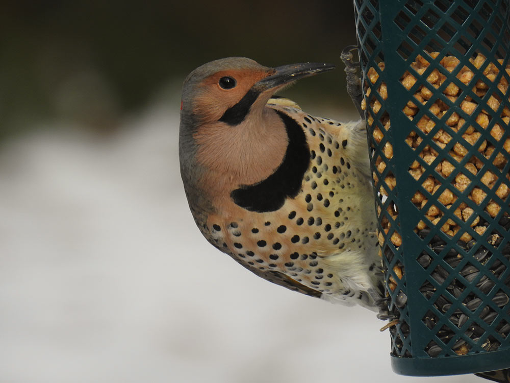 Northern Flicker enjoying peanut suet nuggets
