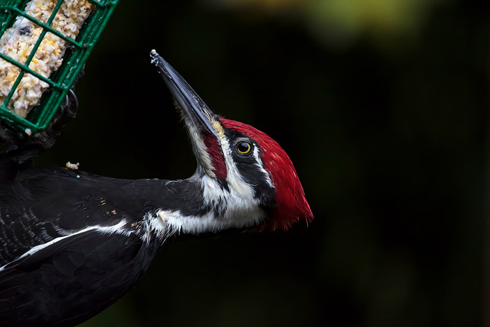Pileated Woodpecker loves this homemade bird treat
