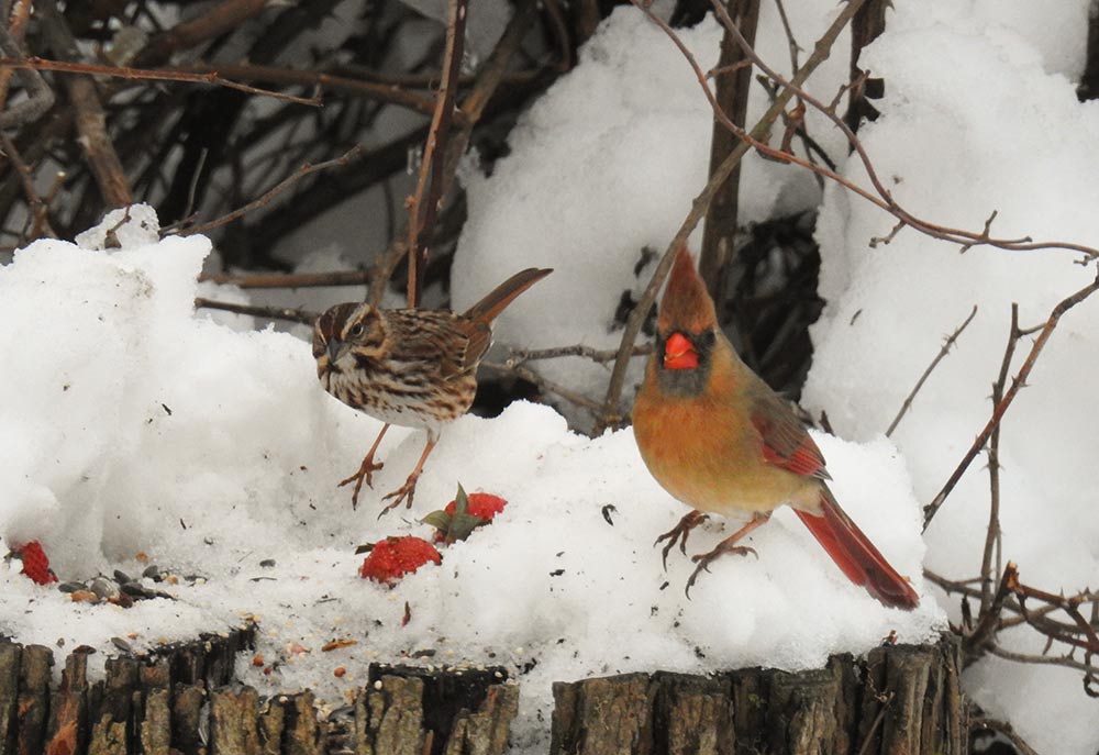 Female Northern Cardinal and Song Sparrow enjoying fresh strawberries