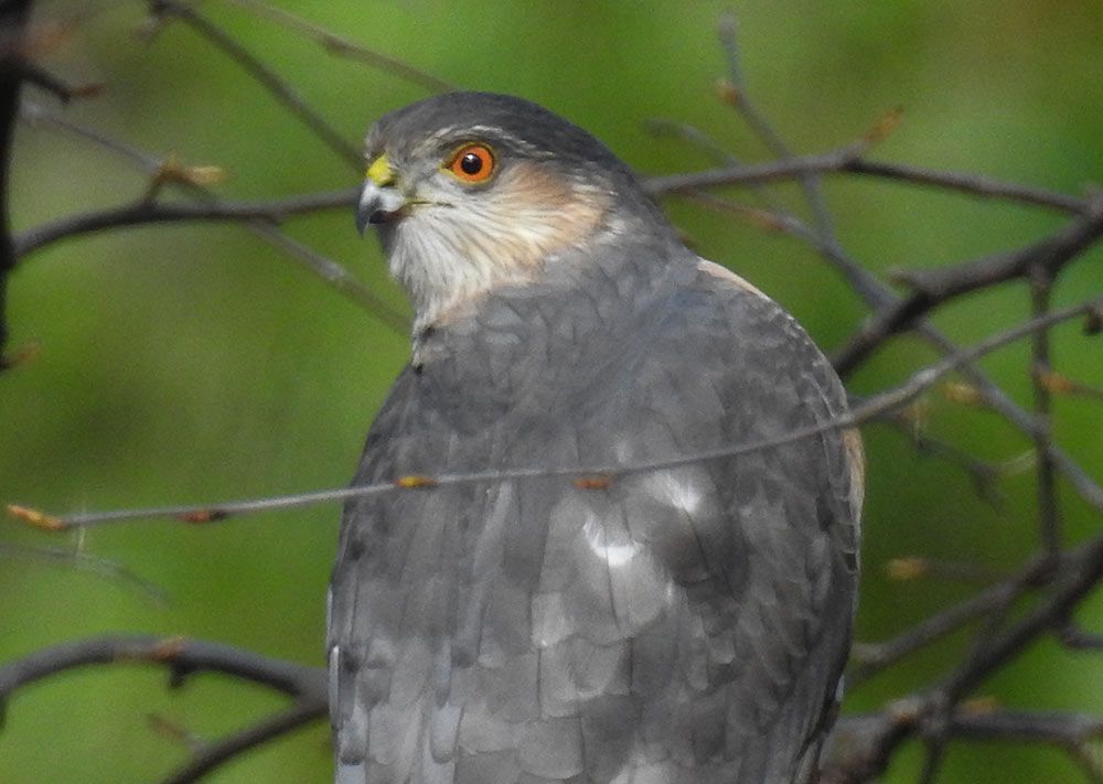 Cooper’s and Sharp-shinned Hawks
are easily confused because they look exactly alike and have similar habits