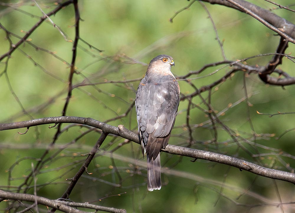 Sharp-shinned Hawks are small hawks, with males being the smallest hawks in the U.S. and Canada