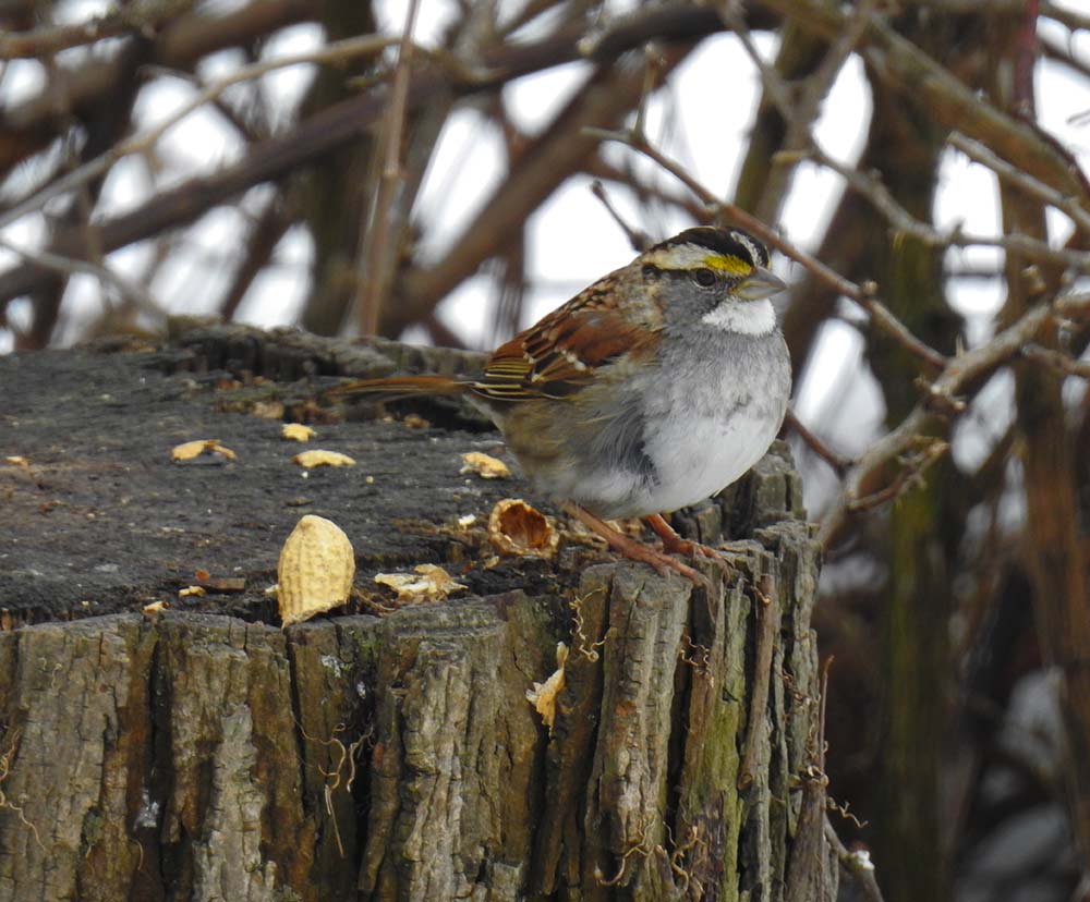 White-throated sparrows are always a welcome sight under your feeders