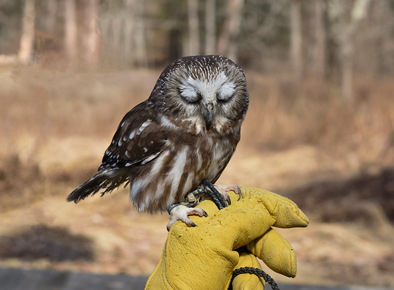 If you're a night owl then you can hear this tiny owl's song. The Northern Saw-whet Owl’s song can only be heard at night.