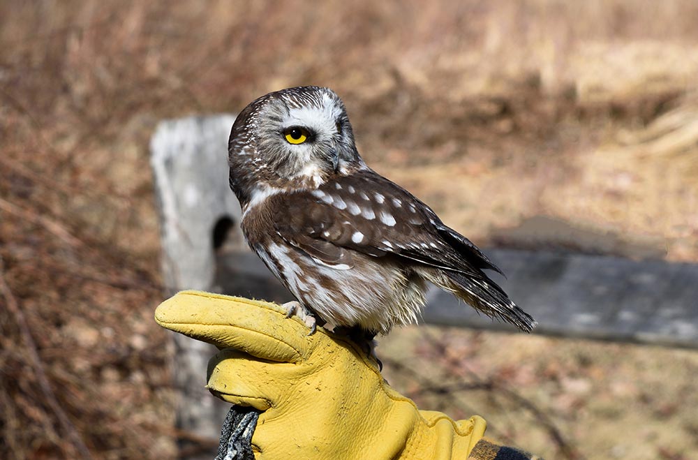 Northern Saw-whet Owls are named for their rhythmic tooting song which reminded settlers of the sound of a whetstone sharpening a saw