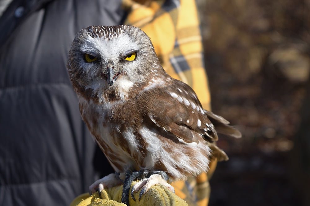 This tiny owl is 2.8 ounces of ferociousness.
