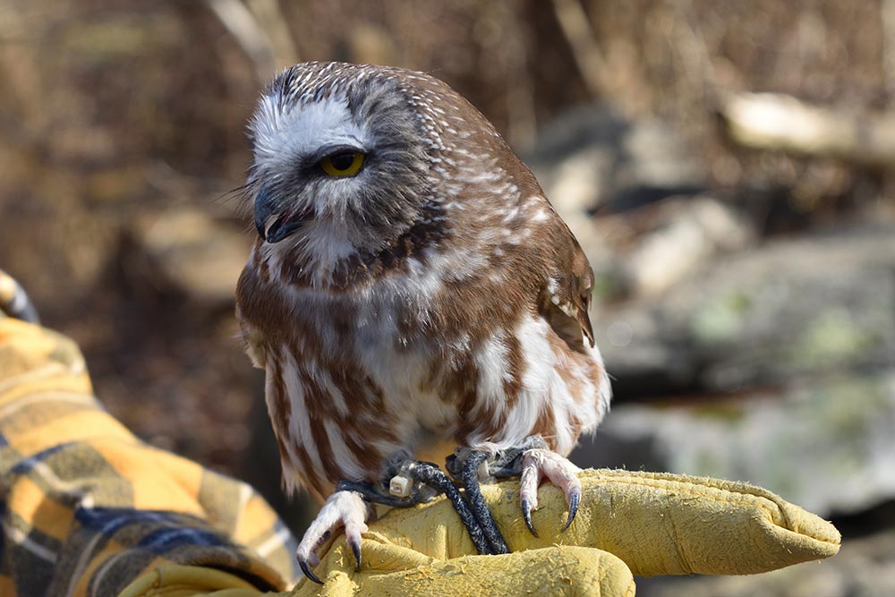 Northern Saw-whet Owl are the most frequently banded owl in North America.