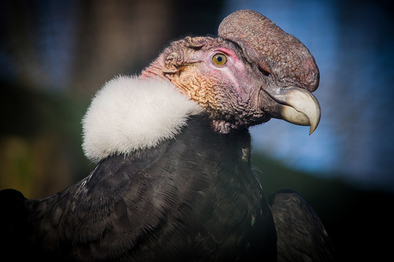 The Andean condor is found in the Andes mountains and adjacent Pacific coasts of western South America