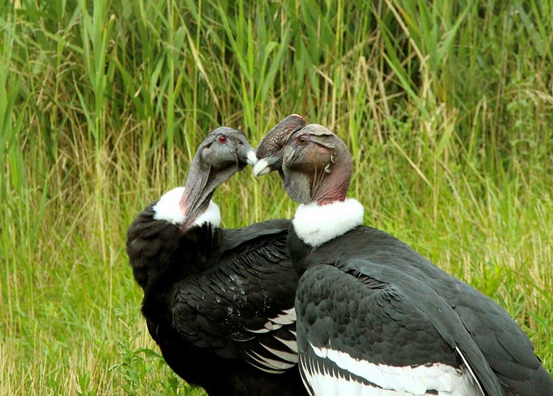 The Andean condor is a near-threatened species with just under 7,000 living in the wild