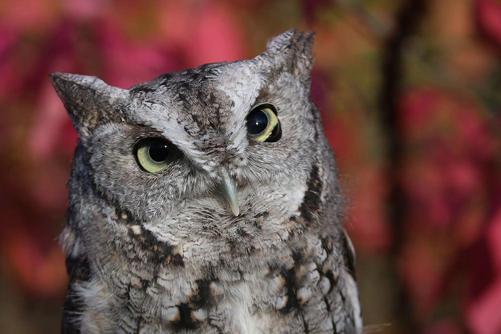 Ash is a grey phase Eastern Screech Owl
and was hit by a car and is blind in the left eye