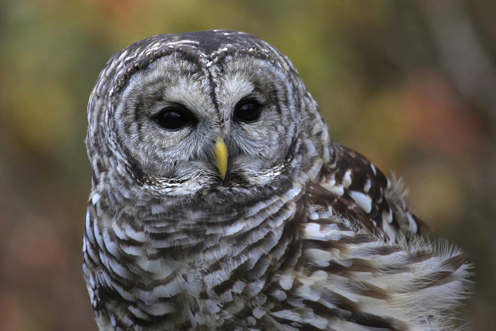 Cypress is a Barred Owl hit twice by a car and suffered a brain trauma