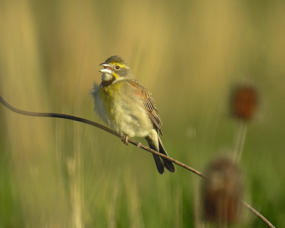 The Dickcissel migrates through the central portion of the continent and are among the rapidly-declining grassland birds
