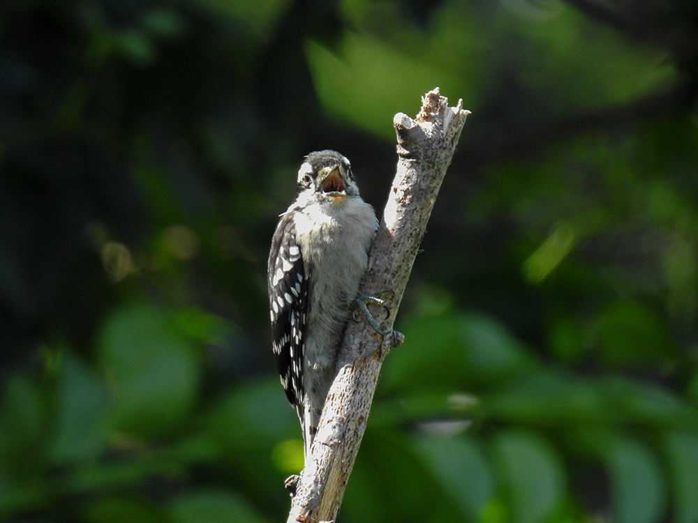 Burroughs says: I watch these woodpeckers daily to see if I can solve the mystery as to how they hop up and down the trunks and branches without falling away from them when they let go their hold