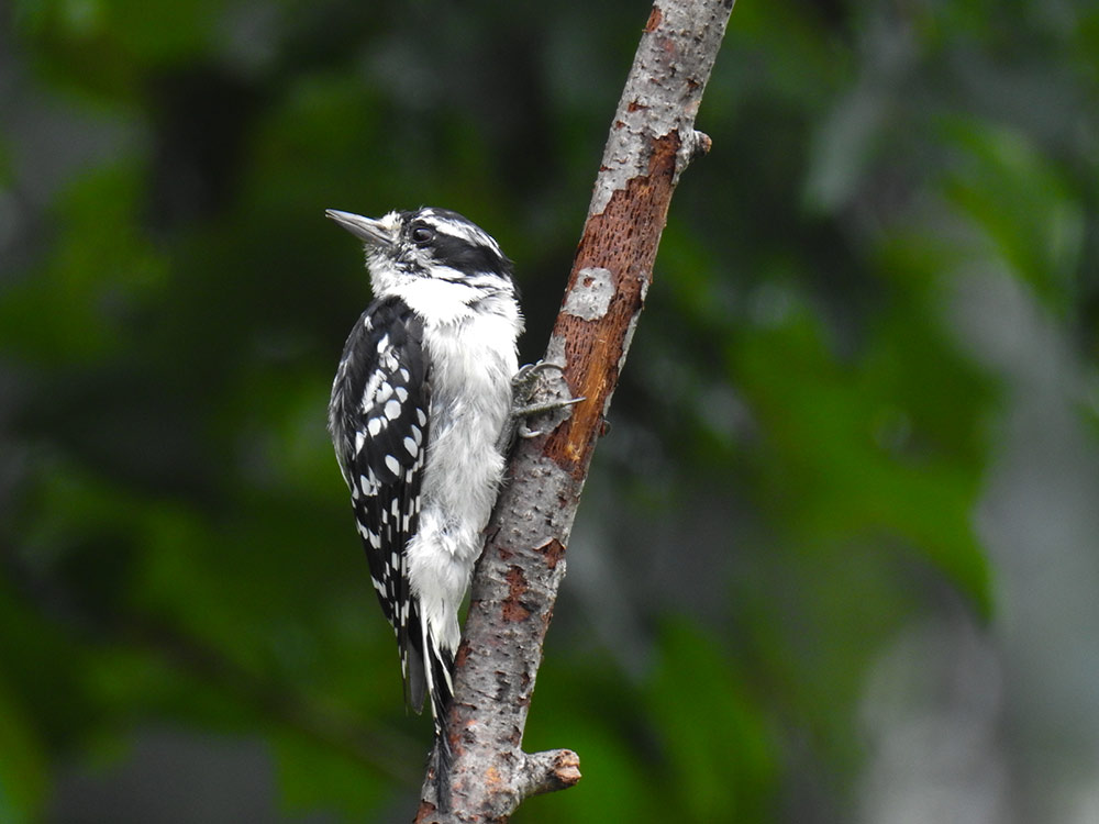 Burroughs valued Downy Woodpeckers as his neighbors