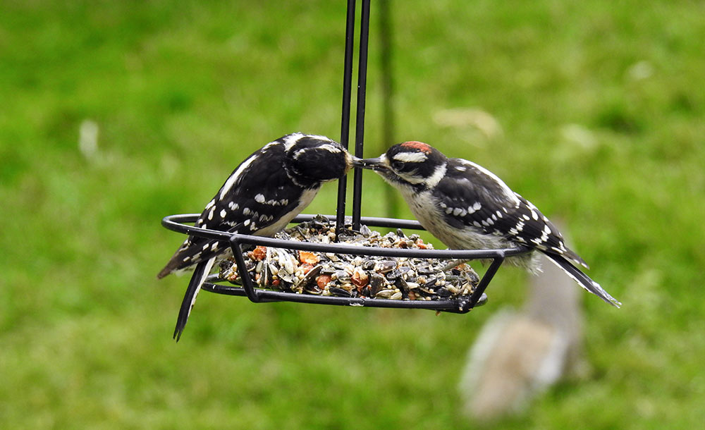 Female Downy Woodpecker feeding a Male Downy Woodpecker