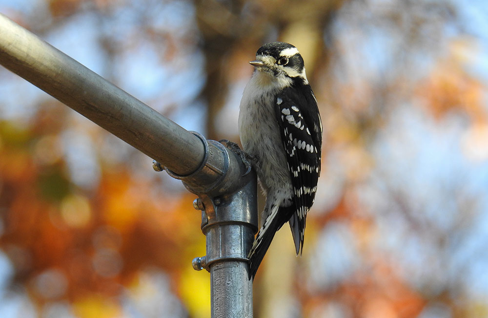 Burroughs observed that the Downy Woodpecker is a late riser, especially if it's cold or a disagreeable morning