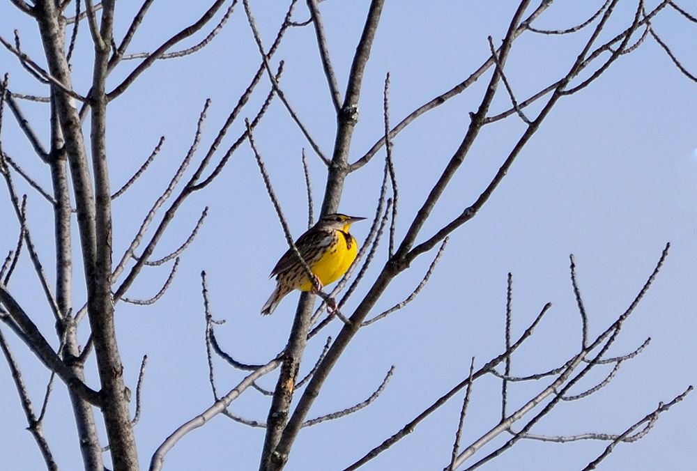 Eastern Meadowlarks migrate through the central portion of the continent and are among the rapidly-declining suite of grassland birds