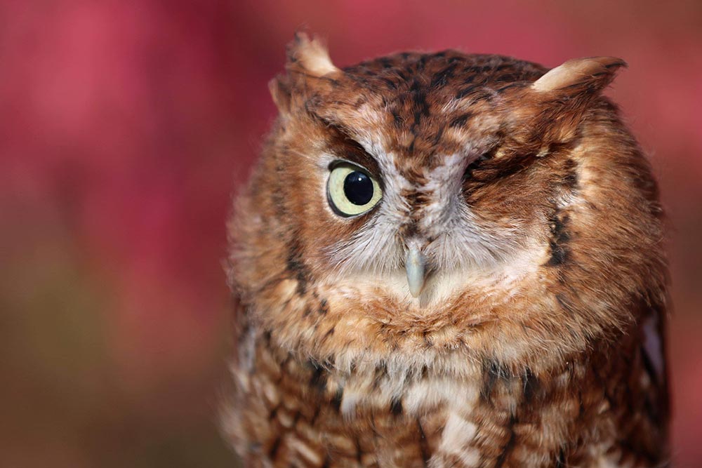 Ember is a red phase Eastern Screech Owl
and was hit by a car and the injury was so severe her eye was removed