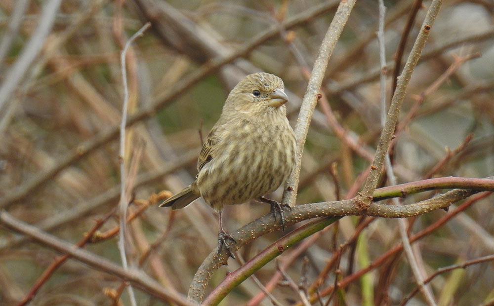 For every degree Celsius increase in temperature, house finches are laying eggs four-and-a-half days earlier