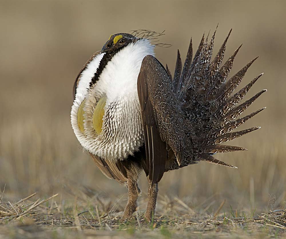 Greater Sage Grouse standing upright during mating display