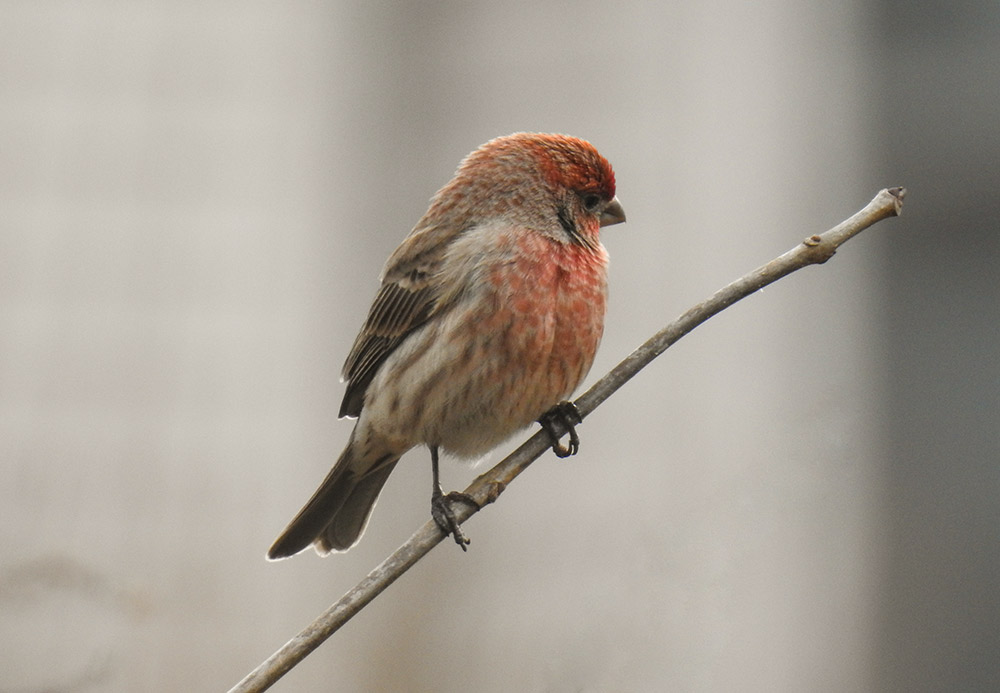 The house finch is expanding into new areas of North America, but declining in parts of its native range