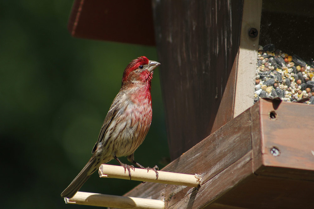 A Washington State University researcher found that the breeding seasons of wild house finches are shifting due to climate change