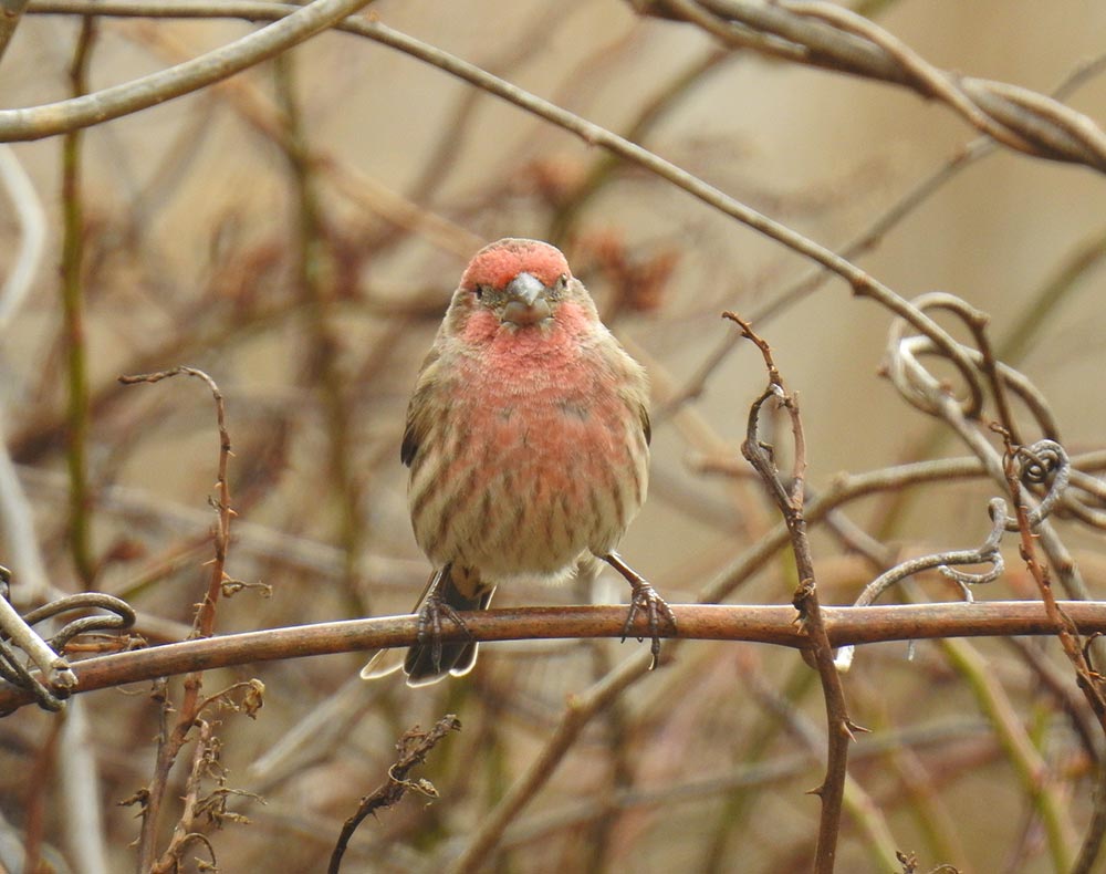It's important to know if seed-eating birds are shifting the timing of breeding