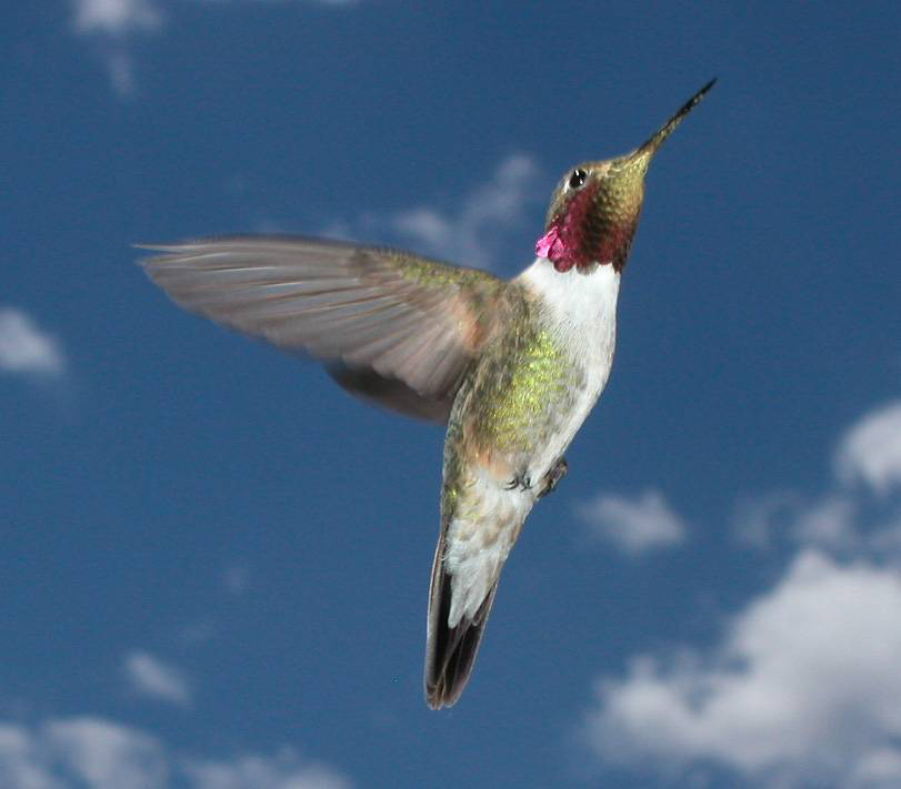 A male broad-tailed hummingbird climbs upward on the final leg of his U-shaped dive past a would-be mate. Photo by David Inouye, Rocky Mountain Biological Laboratory