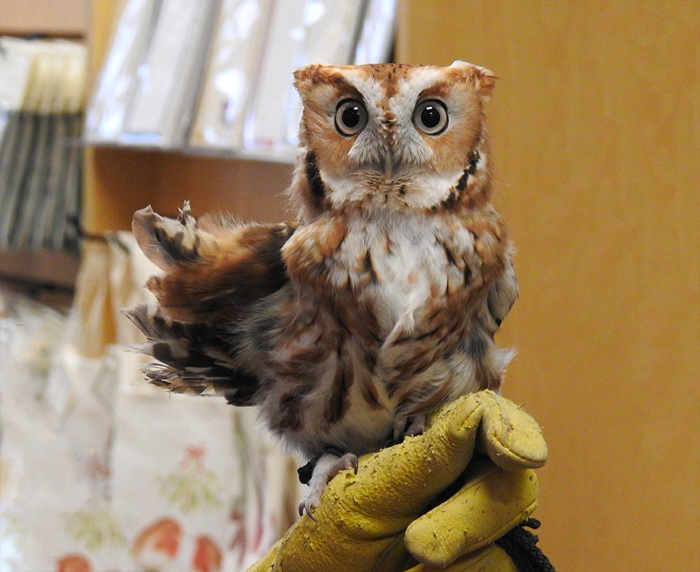 Magma is a red phase Eastern Screen owl and her wing was broken while still a nestling and the bone healed backwards so she will never be able to fly