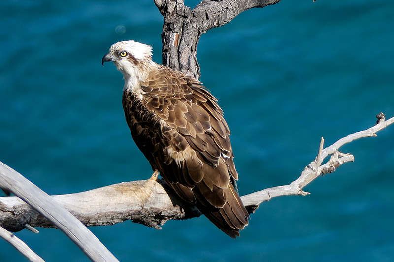 why are ospreys endangered