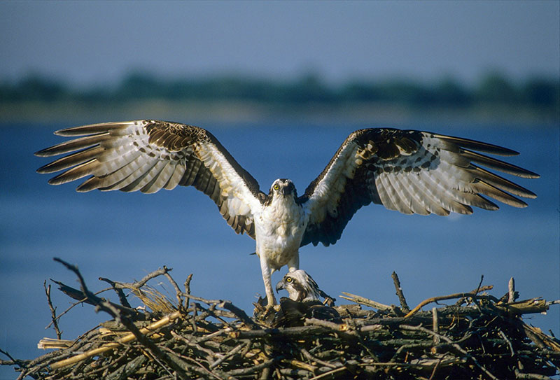 Osprey are much more skilled at fishing than most birds
