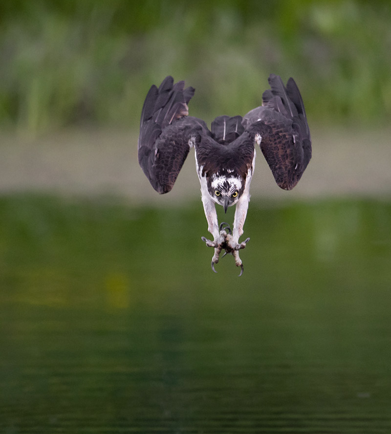Osprey's powerful dive into the water in pursuit of a fish