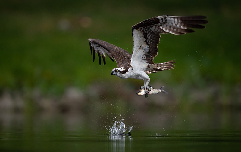 Osprey carrying fish head-forward