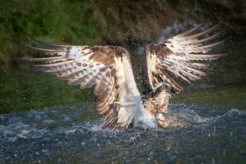The Osprey's nostrils close when the bird plunges into the water