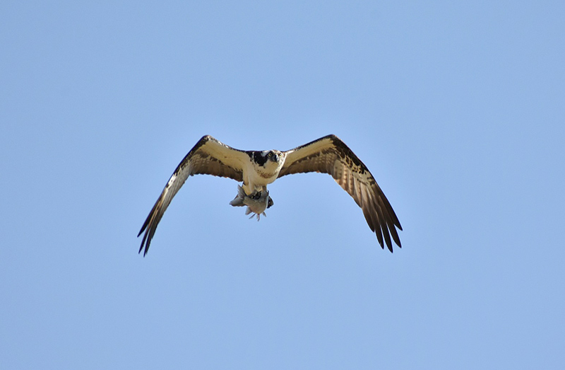An Osprey is a magnificent sight in flight