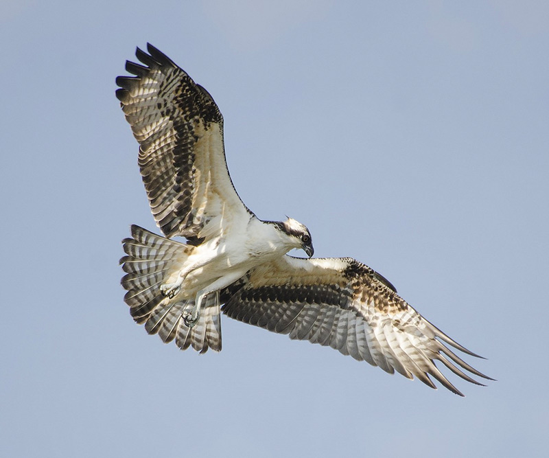 The Osprey is brown on the upperparts and predominantly greyish on the head and underparts