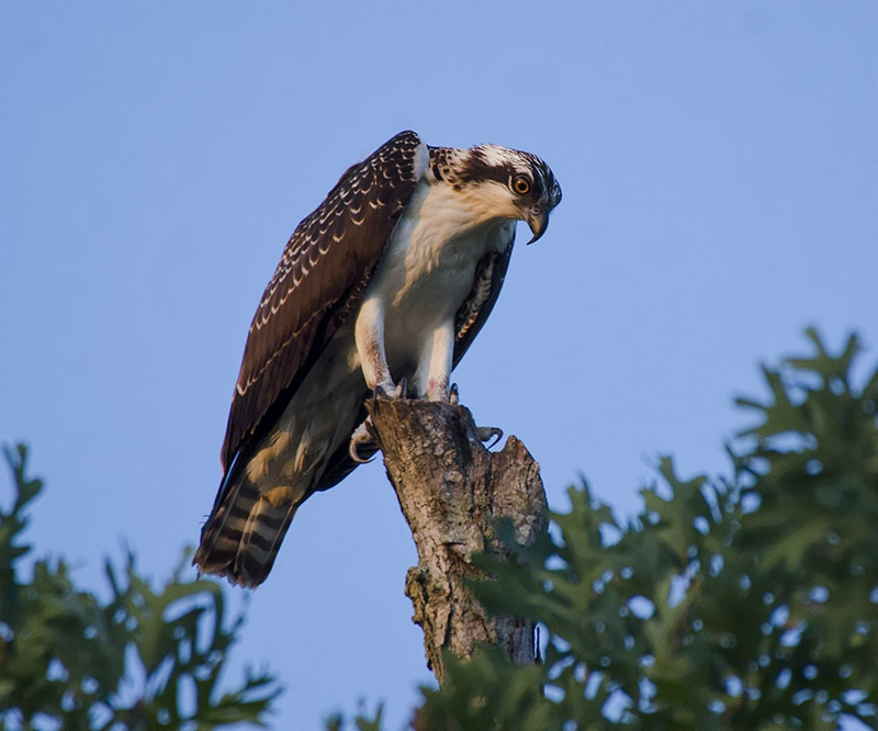 Look for these magnificent birds are near rivers, lakes, and the coast