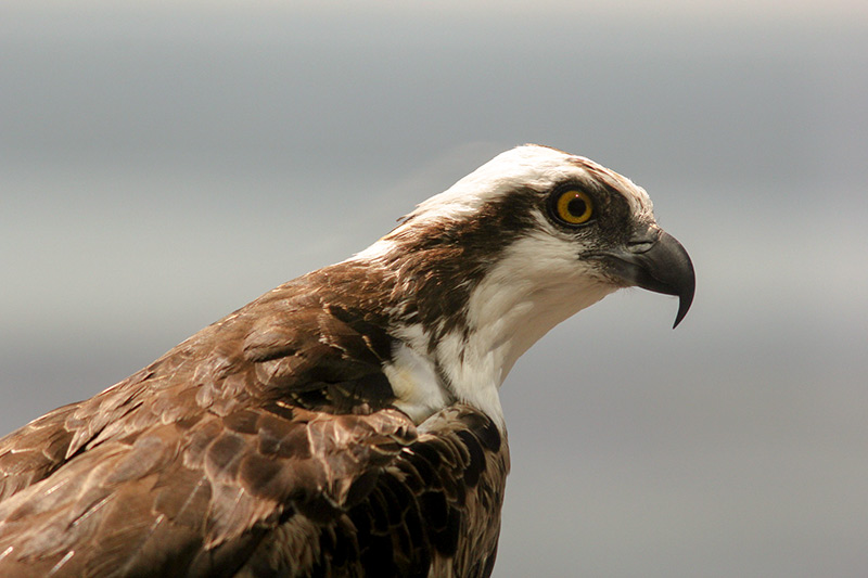 Osprey facial expressions are hard to read because they always look the same