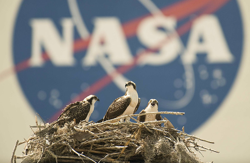 Osprey nest with NASA sign in the background