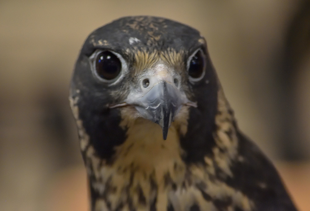 Equinox is a Peregrine Falcon
and one of Christine’s newest education birds