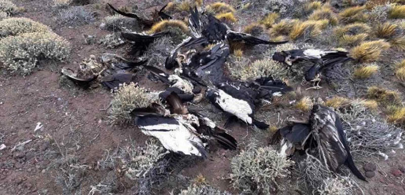 The poisoned Andean condors. © Aves Argentinas. Photo by Samantha Moreno