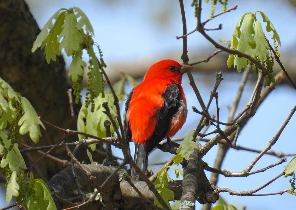 The Scarlet Tanager is one of the Audubon's species of greatest concern due to climate change