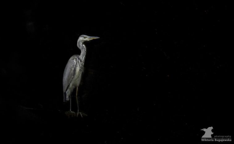 Grey Heron by @vb_nature